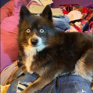 Reasonable offers accepted! Dog not for sale! 🦊🐶